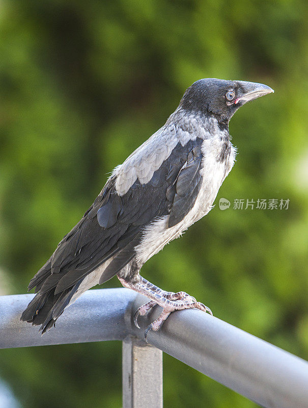 Rook (bird)，Corvus frugilegus